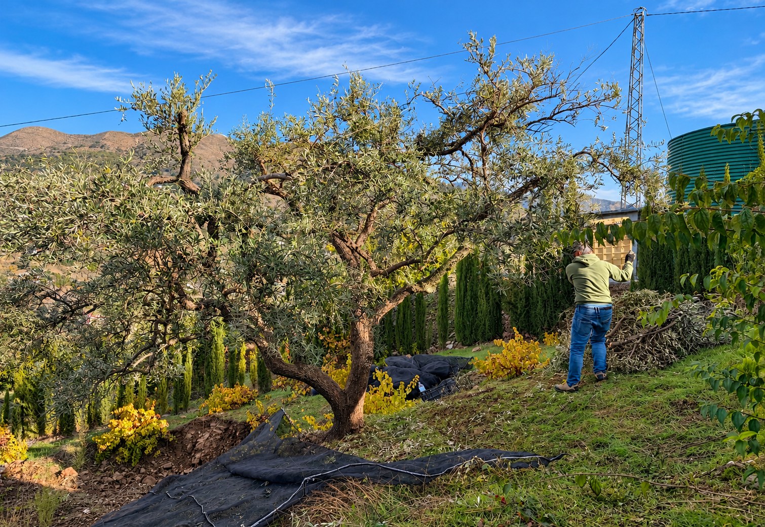 The olive grove at Tierra Fina
